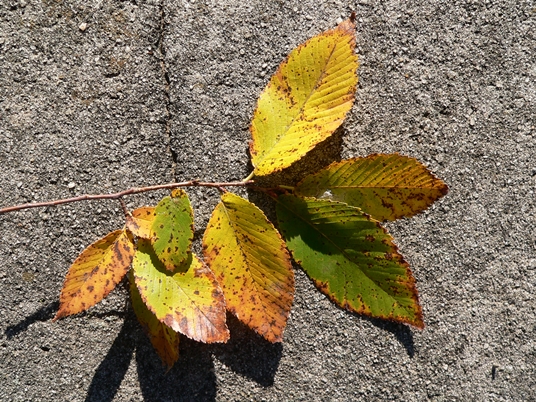 {Ulmus serotina}
